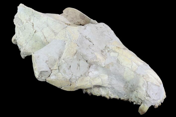 Oreodont (Merycoidodon) Partial Skull - Wyoming #95061